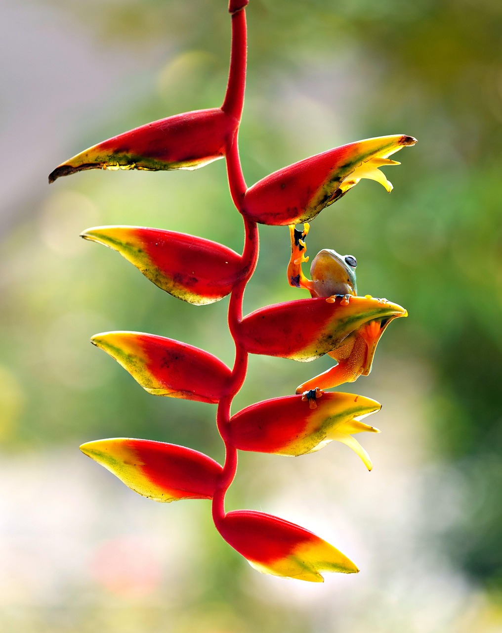 feature 1462
